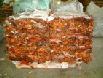 copper birch cliff.jpg